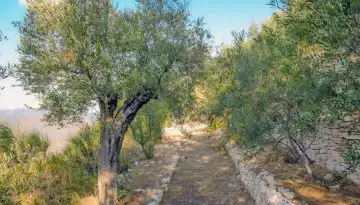 &Chi;&alpha;&lambda;&kappa;&iota;&delta;&iota;&kappa;ή: &Pi;&iota;&omicron; έ&nu;&tau;&omicron;&nu;&eta; &alpha;&pi;ό &kappa;ά&theta;&epsilon; ά&lambda;&lambda;&eta; &chi;&rho;&omicron;&nu;&iota;ά &eta; &xi;ή&rho;&alpha;&nu;&sigma;&eta; &kappa;&omicron;&rho;&upsilon;&phi;ή&sigmaf; &tau;&omega;&nu; &epsilon;&lambda;&alpha;&iota;ό&delta;&epsilon;&nu;&tau;&rho;&omega;&nu;