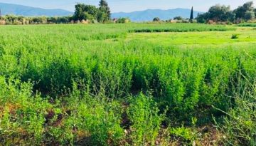 Πότε πληρώνονται τα εκκρεμή προγράμματα