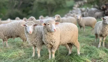 Ευλογιά αιγοπροβάτων – Παράταση μέτρων στην Κρήτη ως 09/07 – Agravia