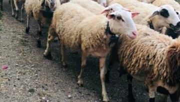 ΑΑΔΕ: Υποβολή παραστατικών για τη δράση διατήρησης απειλούμενων αυτόχθονων φυλών