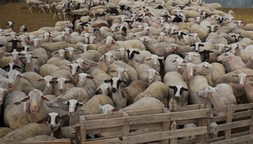 Ανησυχία για την ευλογιά αιγοπροβάτων στην περιφέρεια Πολοποννήσου | ΑγροΈκφραση