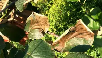 &Eta; &alpha;&kappa;&tau;&iota;&nu;&iota;&delta;&iota;ά &alpha;&nu;&tau;&iota;&mu;έ&tau;&omega;&pi;&eta; &mu;&epsilon; &tau;&iota;&sigmaf; &alpha;&kappa;&rho;&alpha;ί&epsilon;&sigmaf; &theta;&epsilon;&rho;&mu;&omicron;&kappa;&rho;&alpha;&sigma;ί&epsilon;&sigmaf; &tau;&omicron;&upsilon; &kappa;&alpha;&lambda;&omicron;&kappa;&alpha;&iota;&rho;&iota;&omicron;ύ | Agronewsbomb | &Epsilon;&iota;&delta;ή&sigma;&epsilon;&iota;&sigmaf; &kappa;&alpha;&iota; &nu;έ&alpha; &gamma;&iota;&alpha; &alpha;&gamma;&rho;ό&tau;&epsilon;&sigmaf; &kappa;&alpha;&iota; &kappa;&tau;&eta;&nu;&omicron;&tau;&rho;ό&phi;&omicron;&upsilon;&sigmaf;