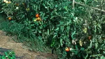 &Mu;&omicron;&upsilon;&lambda;&kappa;&iota;ώ&tau;&eta;&sigmaf;: Ά&mu;&epsilon;&sigma;&eta; &sigma;&tau;ή&rho;&iota;&xi;&eta; &pi;&lambda;&eta;&gamma;έ&nu;&tau;&omega;&nu; &pi;&alpha;&rho;&alpha;&gamma;&omega;&gamma;ώ&nu; &Beta;&omicron;&iota;&omega;&tau;ί&alpha;&sigmaf; | Agronewsbomb | &Epsilon;&iota;&delta;ή&sigma;&epsilon;&iota;&sigmaf; &kappa;&alpha;&iota; &nu;έ&alpha; &gamma;&iota;&alpha; &alpha;&gamma;&rho;ό&tau;&epsilon;&sigmaf; &kappa;&alpha;&iota; &kappa;&tau;&eta;&nu;&omicron;&tau;&rho;ό&phi;&omicron;&upsilon;&sigmaf;