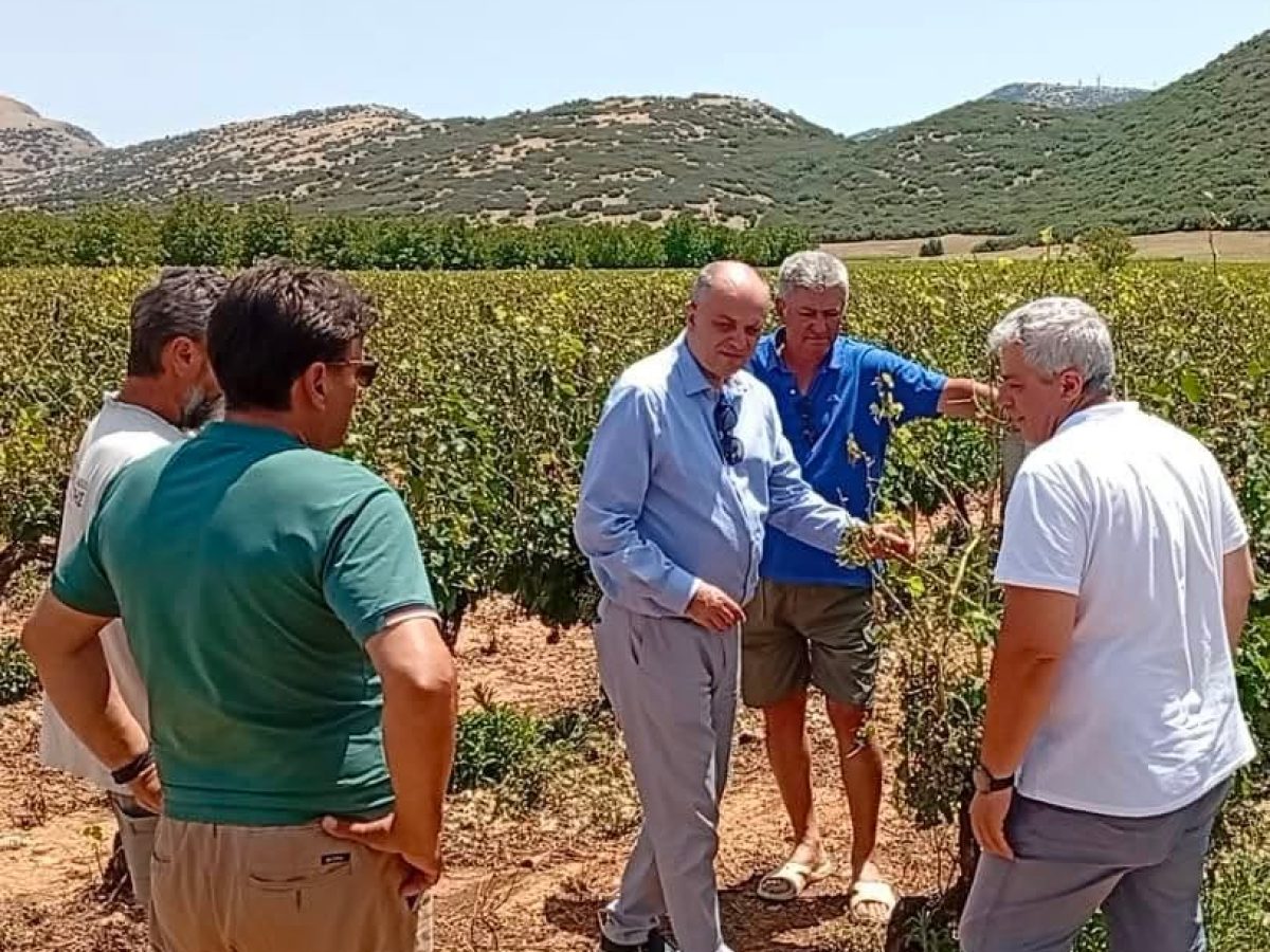 Καπετάνος από Δομένικο, Ευαγγελισμό, Δαμάσι, Πλατανούλια, Τερψιθέα και Ελευθερές: Άμεση κινητοποίηση της κυβέρνησης και του ΕΛΓΑ | Agronewsbomb | Ειδήσεις και νέα για αγρότες και κτηνοτρόφους