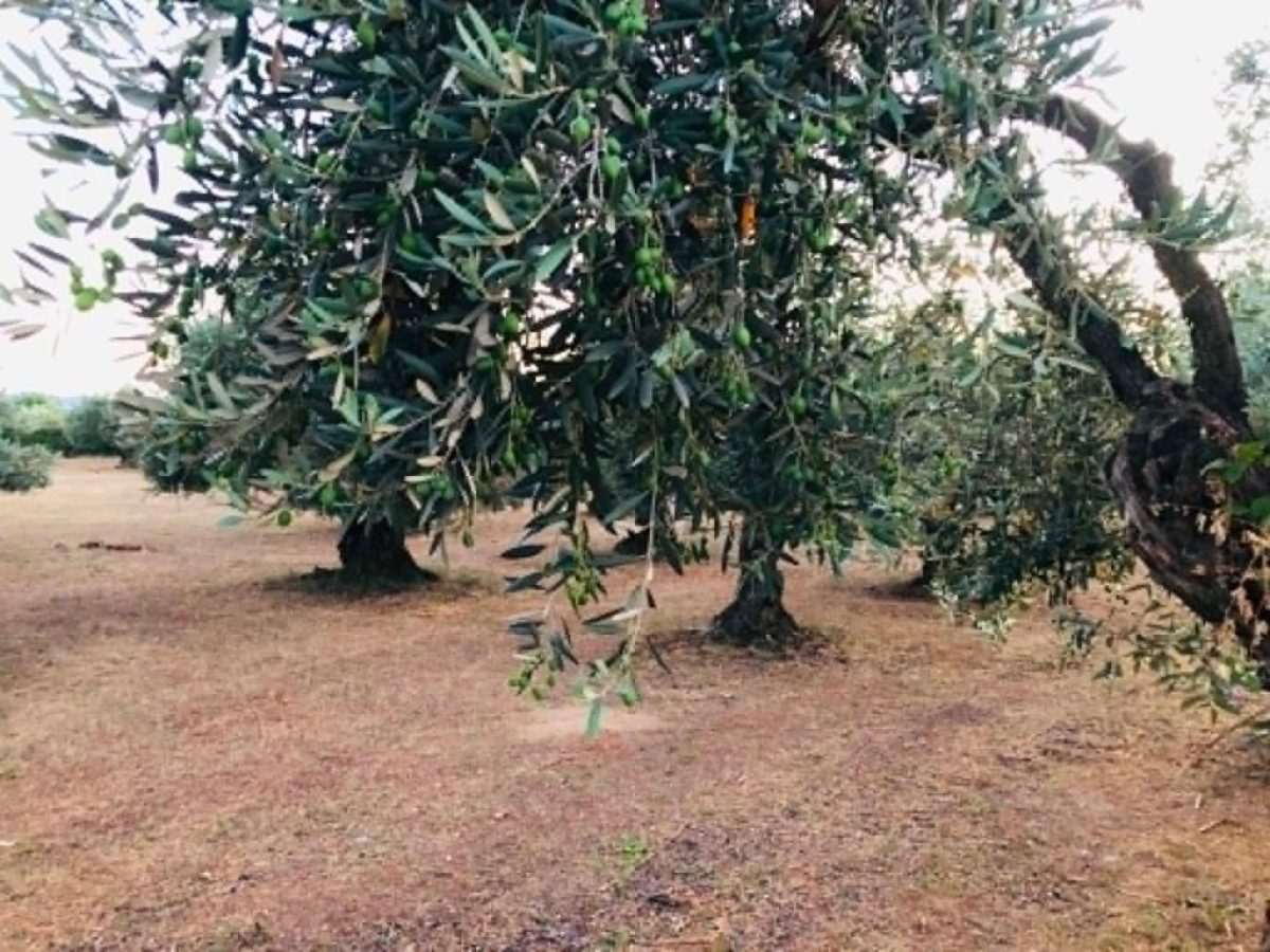 Eco Schemes: Παραγωγοί ζητούν να ανοίξουν ενστάσεις και να γίνει συμπληρωματική πληρωμή | Agronewsbomb | Ειδήσεις και νέα για αγρότες και κτηνοτρόφους