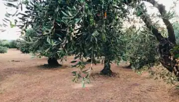Eco Schemes: &Pi;&alpha;&rho;&alpha;&gamma;&omega;&gamma;&omicron;ί &zeta;&eta;&tau;&omicron;ύ&nu; &nu;&alpha; &alpha;&nu;&omicron;ί&xi;&omicron;&upsilon;&nu; &epsilon;&nu;&sigma;&tau;ά&sigma;&epsilon;&iota;&sigmaf; &kappa;&alpha;&iota; &nu;&alpha; &gamma;ί&nu;&epsilon;&iota; &sigma;&upsilon;&mu;&pi;&lambda;&eta;&rho;&omega;&mu;&alpha;&tau;&iota;&kappa;ή &pi;&lambda;&eta;&rho;&omega;&mu;ή | Agronewsbomb | &Epsilon;&iota;&delta;ή&sigma;&epsilon;&iota;&sigmaf; &kappa;&alpha;&iota; &nu;έ&alpha; &gamma;&iota;&alpha; &alpha;&gamma;&rho;ό&tau;&epsilon;&sigmaf; &kappa;&alpha;&iota; &kappa;&tau;&eta;&nu;&omicron;&tau;&rho;ό&phi;&omicron;&upsilon;&sigmaf;