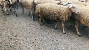 &Mu;έ&tau;&rho;&alpha; &gamma;&iota;&alpha; &tau;&eta;&nu; &pi;&rho;&omicron;&sigma;&tau;&alpha;&sigma;ί&alpha; &iota;&pi;&pi;&omicron;&epsilon;&iota;&delta;ώ&nu; &epsilon;&rho;&gamma;&alpha;&sigma;ί&alpha;&sigmaf; &kappa;&alpha;&iota; &tau;&omega;&nu; &mu;&epsilon;&tau;&alpha;&phi;&epsilon;&rho;ό&mu;&epsilon;&nu;&omega;&nu; &zeta;ώ&omega;&nu; &kappa;&alpha;&tau;ά &tau;&eta; &theta;&epsilon;&rho;&iota;&nu;ή &pi;&epsilon;&rho;ί&omicron;&delta;&omicron; | Agronewsbomb | &Epsilon;&iota;&delta;ή&sigma;&epsilon;&iota;&sigmaf; &kappa;&alpha;&iota; &nu;έ&alpha; &gamma;&iota;&alpha; &alpha;&gamma;&rho;ό&tau;&epsilon;&sigmaf; &kappa;&alpha;&iota; &kappa;&tau;&eta;&nu;&omicron;&tau;&rho;ό&phi;&omicron;&upsilon;&sigmaf;