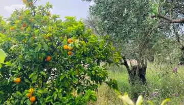 &Sigma;&tau;&omicron; &Phi;&Epsilon;&Kappa; &eta; &alpha;&pi;ό&phi;&alpha;&sigma;&eta; &gamma;&iota;&alpha; &tau;&omicron; &pi;&rho;ό&gamma;&rho;&alpha;&mu;&mu;&alpha; &nu;έ&omega;&nu; &gamma;&epsilon;&omega;&rho;&gamma;ώ&nu;, ό&lambda;&epsilon;&sigmaf; &omicron;&iota; &alpha;&lambda;&lambda;&alpha;&gamma;έ&sigmaf; | Agronewsbomb | &Epsilon;&iota;&delta;ή&sigma;&epsilon;&iota;&sigmaf; &kappa;&alpha;&iota; &nu;έ&alpha; &gamma;&iota;&alpha; &alpha;&gamma;&rho;ό&tau;&epsilon;&sigmaf; &kappa;&alpha;&iota; &kappa;&tau;&eta;&nu;&omicron;&tau;&rho;ό&phi;&omicron;&upsilon;&sigmaf;