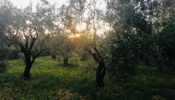 &Omicron; &Gamma;&iota;ά&nu;&nu;&eta;&sigmaf; &Alpha;&nu;&delta;&rho;&iota;&alpha;&nu;ό&sigmaf; &gamma;&iota;&alpha; &tau;&omicron; &epsilon;&lambda;&alpha;&iota;ό&lambda;&alpha;&delta;&omicron; | Agronewsbomb | &Epsilon;&iota;&delta;ή&sigma;&epsilon;&iota;&sigmaf; &kappa;&alpha;&iota; &nu;έ&alpha; &gamma;&iota;&alpha; &alpha;&gamma;&rho;ό&tau;&epsilon;&sigmaf; &kappa;&alpha;&iota; &kappa;&tau;&eta;&nu;&omicron;&tau;&rho;ό&phi;&omicron;&upsilon;&sigmaf;