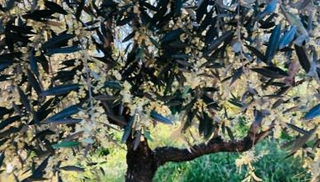 Σε αναμονή απάντησης από DG Agri για ΟΕΦ το ΥπΑΑΤ-οι επιλογές και τι θα γίνει στη νέα ΚΑΠ | Agronewsbomb | Ειδήσεις και νέα για αγρότες και κτηνοτρόφους