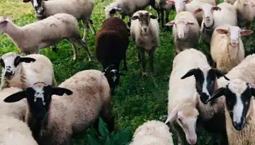 Έ&rho;&chi;&epsilon;&tau;&alpha;&iota; &epsilon;&nu;ί&sigma;&chi;&upsilon;&sigma;&eta; &gamma;&iota;&alpha; &kappa;&tau;&eta;&nu;&omicron;&tau;&rho;ό&phi;&omicron;&upsilon;&sigmaf; &mu;&epsilon; &theta;&alpha;&nu;&alpha;&tau;&omega;&mu;έ&nu;&alpha; &zeta;ώ&alpha; &kappa;&alpha;&iota; &sigma;&upsilon;&nu;&delta;&epsilon;&delta;&epsilon;&mu;έ&nu;&eta; | Agronewsbomb | &Epsilon;&iota;&delta;ή&sigma;&epsilon;&iota;&sigmaf; &kappa;&alpha;&iota; &nu;έ&alpha; &gamma;&iota;&alpha; &alpha;&gamma;&rho;ό&tau;&epsilon;&sigmaf; &kappa;&alpha;&iota; &kappa;&tau;&eta;&nu;&omicron;&tau;&rho;ό&phi;&omicron;&upsilon;&sigmaf;