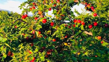 Κραυγή αγωνίας από τους κερασοπαραγωγούς, ασυγκόμιστο στα δέντρα μεγάλο μέρος του καρπού | Agronewsbomb | Ειδήσεις και νέα για αγρότες και κτηνοτρόφους