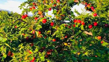 &Kappa;&rho;&alpha;&upsilon;&gamma;ή &alpha;&gamma;&omega;&nu;ί&alpha;&sigmaf; &alpha;&pi;ό &tau;&omicron;&upsilon;&sigmaf; &kappa;&epsilon;&rho;&alpha;&sigma;&omicron;&pi;&alpha;&rho;&alpha;&gamma;&omega;&gamma;&omicron;ύ&sigmaf;, &alpha;&sigma;&upsilon;&gamma;&kappa;ό&mu;&iota;&sigma;&tau;&omicron; &sigma;&tau;&alpha; &delta;έ&nu;&tau;&rho;&alpha; &mu;&epsilon;&gamma;ά&lambda;&omicron; &mu;έ&rho;&omicron;&sigmaf; &tau;&omicron;&upsilon; &kappa;&alpha;&rho;&pi;&omicron;ύ | Agronewsbomb | &Epsilon;&iota;&delta;ή&sigma;&epsilon;&iota;&sigmaf; &kappa;&alpha;&iota; &nu;έ&alpha; &gamma;&iota;&alpha; &alpha;&gamma;&rho;ό&tau;&epsilon;&sigmaf; &kappa;&alpha;&iota; &kappa;&tau;&eta;&nu;&omicron;&tau;&rho;ό&phi;&omicron;&upsilon;&sigmaf;