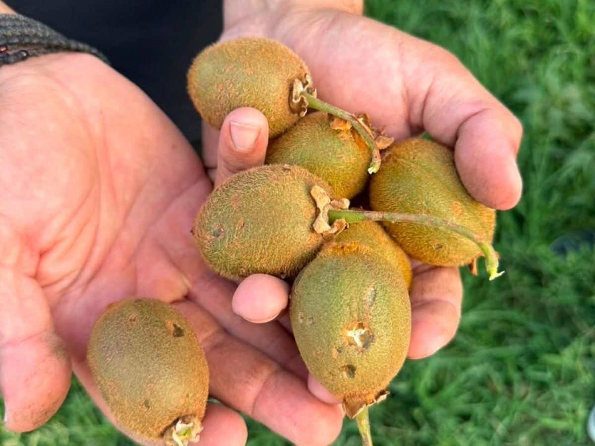 Επίσκεψη Βασιλειάδη σε περιοχές που επλήγησαν από το χαλάζι | Agronewsbomb | Ειδήσεις και νέα για αγρότες και κτηνοτρόφους
