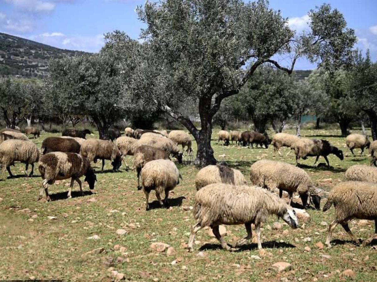 Αιγοπροβατοτροφία: Μειώνεται η παραγωγή στην Ευρώπη – Ισχυρή η θέση της Ελλάδας • Θεσσαλική Γη • Τα Αγροτικά Νέα της Θεσσαλίας