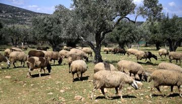 Αιγοπροβατοτροφία: Μειώνεται η παραγωγή στην Ευρώπη – Ισχυρή η θέση της Ελλάδας • Θεσσαλική Γη • Τα Αγροτικά Νέα της Θεσσαλίας