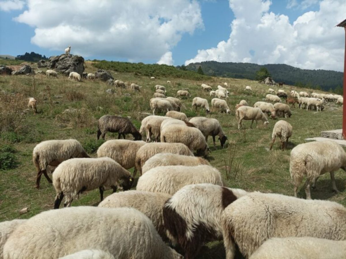 Προχωρούν οι διαδικασίες για την κατασκευή νέου σφαγείου στη Σάμο – Δωρεά δύο εκτάσεων από ιδιώτες