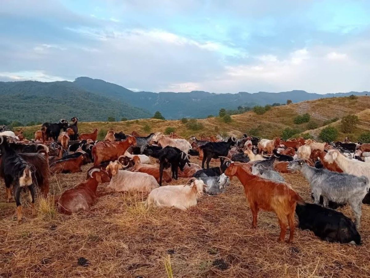 Λιγότερα κοπάδια στα βουνά, περισσότερα προβλήματα στη φύση και την ύπαιθρο • Θεσσαλική Γη • Τα Αγροτικά Νέα της Θεσσαλίας