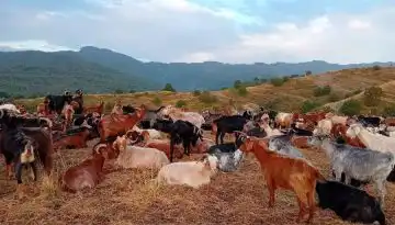 &Lambda;&iota;&gamma;ό&tau;&epsilon;&rho;&alpha; &kappa;&omicron;&pi;ά&delta;&iota;&alpha; &sigma;&tau;&alpha; &beta;&omicron;&upsilon;&nu;ά, &pi;&epsilon;&rho;&iota;&sigma;&sigma;ό&tau;&epsilon;&rho;&alpha; &pi;&rho;&omicron;&beta;&lambda;ή&mu;&alpha;&tau;&alpha; &sigma;&tau;&eta; &phi;ύ&sigma;&eta; &kappa;&alpha;&iota; &tau;&eta;&nu; ύ&pi;&alpha;&iota;&theta;&rho;&omicron; &bull; &Theta;&epsilon;&sigma;&sigma;&alpha;&lambda;&iota;&kappa;ή &Gamma;&eta; &bull; &Tau;&alpha; &Alpha;&gamma;&rho;&omicron;&tau;&iota;&kappa;ά &Nu;έ&alpha; &tau;&eta;&sigmaf; &Theta;&epsilon;&sigma;&sigma;&alpha;&lambda;ί&alpha;&sigmaf;