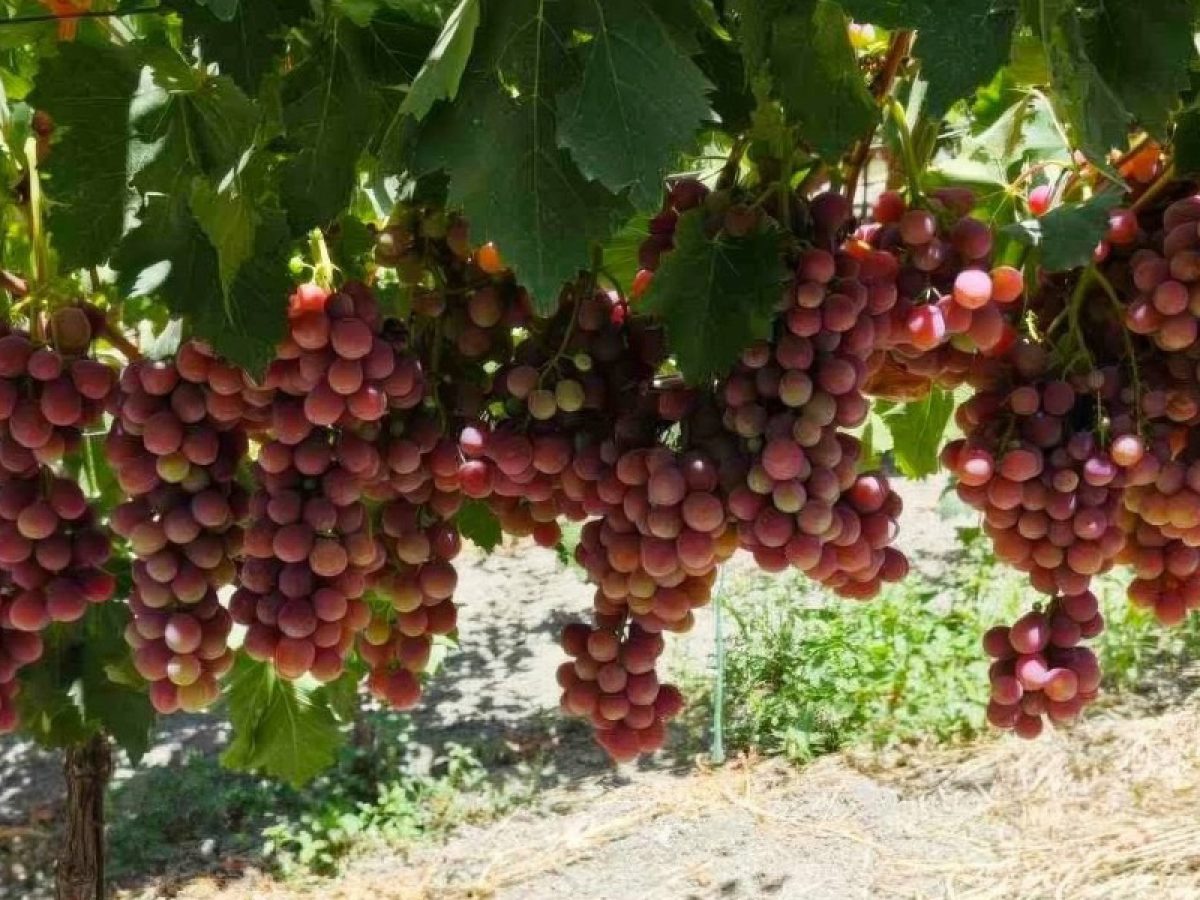 Πρώτη εμφάνιση για τα ελληνικά επιτραπέζια σταφύλια στις διεθνείς αγορές • Θεσσαλική Γη • Τα Αγροτικά Νέα της Θεσσαλίας