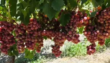 &Pi;&rho;ώ&tau;&eta; &epsilon;&mu;&phi;ά&nu;&iota;&sigma;&eta; &gamma;&iota;&alpha; &tau;&alpha; &epsilon;&lambda;&lambda;&eta;&nu;&iota;&kappa;ά &epsilon;&pi;&iota;&tau;&rho;&alpha;&pi;έ&zeta;&iota;&alpha; &sigma;&tau;&alpha;&phi;ύ&lambda;&iota;&alpha; &sigma;&tau;&iota;&sigmaf; &delta;&iota;&epsilon;&theta;&nu;&epsilon;ί&sigmaf; &alpha;&gamma;&omicron;&rho;έ&sigmaf; &bull; &Theta;&epsilon;&sigma;&sigma;&alpha;&lambda;&iota;&kappa;ή &Gamma;&eta; &bull; &Tau;&alpha; &Alpha;&gamma;&rho;&omicron;&tau;&iota;&kappa;ά &Nu;έ&alpha; &tau;&eta;&sigmaf; &Theta;&epsilon;&sigma;&sigma;&alpha;&lambda;ί&alpha;&sigmaf;