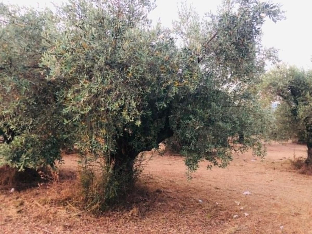 Δάκος στην Κρήτη: Ιδιαίτερα ευάλωτες μεγαλόκαρπες ποικιλίες ελιάς, ελαιώνες με χαμηλή έως μέτρια καρποφορία | Agronewsbomb | Ειδήσεις και νέα για αγρότες και κτηνοτρόφους