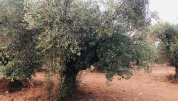Δάκος στην Κρήτη: Ιδιαίτερα ευάλωτες μεγαλόκαρπες ποικιλίες ελιάς, ελαιώνες με χαμηλή έως μέτρια καρποφορία | Agronewsbomb | Ειδήσεις και νέα για αγρότες και κτηνοτρόφους