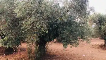 &Delta;ά&kappa;&omicron;&sigmaf; &sigma;&tau;&eta;&nu; &Kappa;&rho;ή&tau;&eta;: &Iota;&delta;&iota;&alpha;ί&tau;&epsilon;&rho;&alpha; &epsilon;&upsilon;ά&lambda;&omega;&tau;&epsilon;&sigmaf; &mu;&epsilon;&gamma;&alpha;&lambda;ό&kappa;&alpha;&rho;&pi;&epsilon;&sigmaf; &pi;&omicron;&iota;&kappa;&iota;&lambda;ί&epsilon;&sigmaf; &epsilon;&lambda;&iota;ά&sigmaf;, &epsilon;&lambda;&alpha;&iota;ώ&nu;&epsilon;&sigmaf; &mu;&epsilon; &chi;&alpha;&mu;&eta;&lambda;ή έ&omega;&sigmaf; &mu;έ&tau;&rho;&iota;&alpha; &kappa;&alpha;&rho;&pi;&omicron;&phi;&omicron;&rho;ί&alpha; | Agronewsbomb | &Epsilon;&iota;&delta;ή&sigma;&epsilon;&iota;&sigmaf; &kappa;&alpha;&iota; &nu;έ&alpha; &gamma;&iota;&alpha; &alpha;&gamma;&rho;ό&tau;&epsilon;&sigmaf; &kappa;&alpha;&iota; &kappa;&tau;&eta;&nu;&omicron;&tau;&rho;ό&phi;&omicron;&upsilon;&sigmaf;