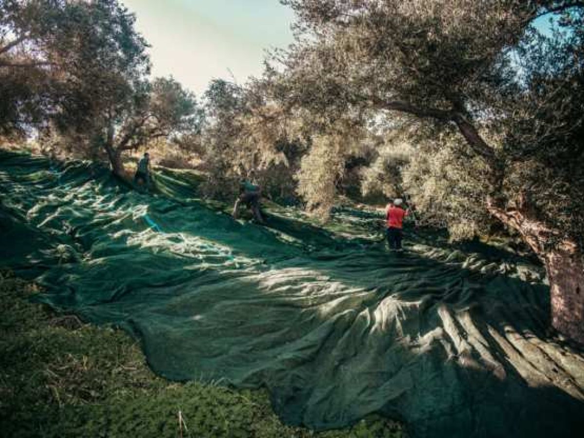Σε απόγνωση οι ελαιοπαραγωγοί της Λέσβου – Σοβαρά προβλήματα με το ελαιοκομικό μητρώο