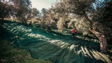 Σε απόγνωση οι ελαιοπαραγωγοί της Λέσβου – Σοβαρά προβλήματα με το ελαιοκομικό μητρώο