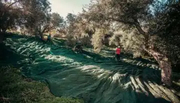 &Sigma;&epsilon; &alpha;&pi;ό&gamma;&nu;&omega;&sigma;&eta; &omicron;&iota; &epsilon;&lambda;&alpha;&iota;&omicron;&pi;&alpha;&rho;&alpha;&gamma;&omega;&gamma;&omicron;ί &tau;&eta;&sigmaf; &Lambda;έ&sigma;&beta;&omicron;&upsilon; &ndash; &Sigma;&omicron;&beta;&alpha;&rho;ά &pi;&rho;&omicron;&beta;&lambda;ή&mu;&alpha;&tau;&alpha; &mu;&epsilon; &tau;&omicron; &epsilon;&lambda;&alpha;&iota;&omicron;&kappa;&omicron;&mu;&iota;&kappa;ό &mu;&eta;&tau;&rho;ώ&omicron;