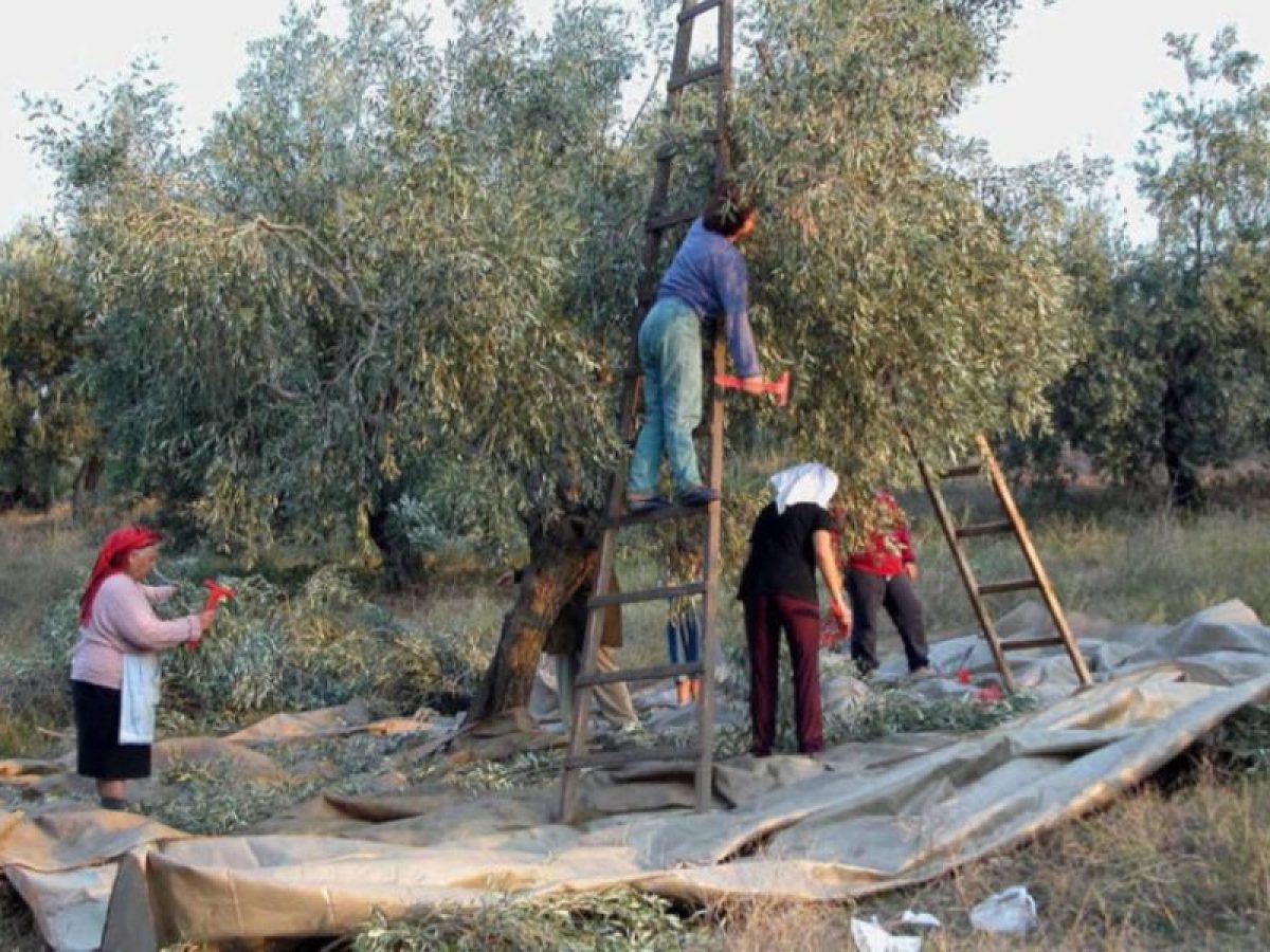 Ελαιοκομικό Μητρώο: Οι έξι προτάσεις του Σ.Α.Σ.Ο.Ε. για λιγότερη γραφειοκρατία • Θεσσαλική Γη • Τα Αγροτικά Νέα της Θεσσαλίας
