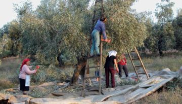 Ελαιοκομικό Μητρώο: Οι έξι προτάσεις του Σ.Α.Σ.Ο.Ε. για λιγότερη γραφειοκρατία • Θεσσαλική Γη • Τα Αγροτικά Νέα της Θεσσαλίας