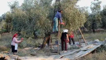 &Epsilon;&lambda;&alpha;&iota;&omicron;&kappa;&omicron;&mu;&iota;&kappa;ό &Mu;&eta;&tau;&rho;ώ&omicron;: &Omicron;&iota; έ&xi;&iota; &pi;&rho;&omicron;&tau;ά&sigma;&epsilon;&iota;&sigmaf; &tau;&omicron;&upsilon; &Sigma;.&Alpha;.&Sigma;.&Omicron;.&Epsilon;. &gamma;&iota;&alpha; &lambda;&iota;&gamma;ό&tau;&epsilon;&rho;&eta; &gamma;&rho;&alpha;&phi;&epsilon;&iota;&omicron;&kappa;&rho;&alpha;&tau;ί&alpha; &bull; &Theta;&epsilon;&sigma;&sigma;&alpha;&lambda;&iota;&kappa;ή &Gamma;&eta; &bull; &Tau;&alpha; &Alpha;&gamma;&rho;&omicron;&tau;&iota;&kappa;ά &Nu;έ&alpha; &tau;&eta;&sigmaf; &Theta;&epsilon;&sigma;&sigma;&alpha;&lambda;ί&alpha;&sigmaf;