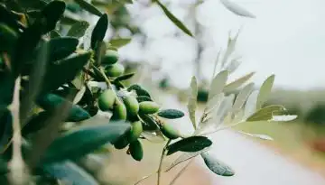 &Nu;έ&omicron; έ&xi;&upsilon;&pi;&nu;&omicron; &sigma;ύ&sigma;&tau;&eta;&mu;&alpha; &pi;&rho;ό&gamma;&nu;&omega;&sigma;&eta;&sigmaf; &alpha;&sigma;&theta;&epsilon;&nu;&epsilon;&iota;ώ&nu; &alpha;&lambda;&lambda;ά&zeta;&epsilon;&iota; &tau;&alpha; &delta;&epsilon;&delta;&omicron;&mu;έ&nu;&alpha; &sigma;&tau;&eta;&nu; &epsilon;&lambda;&alpha;&iota;&omicron;&kappa;&omicron;&mu;ί&alpha; &bull; &Theta;&epsilon;&sigma;&sigma;&alpha;&lambda;&iota;&kappa;ή &Gamma;&eta; &bull; &Tau;&alpha; &Alpha;&gamma;&rho;&omicron;&tau;&iota;&kappa;ά &Nu;έ&alpha; &tau;&eta;&sigmaf; &Theta;&epsilon;&sigma;&sigma;&alpha;&lambda;ί&alpha;&sigmaf;