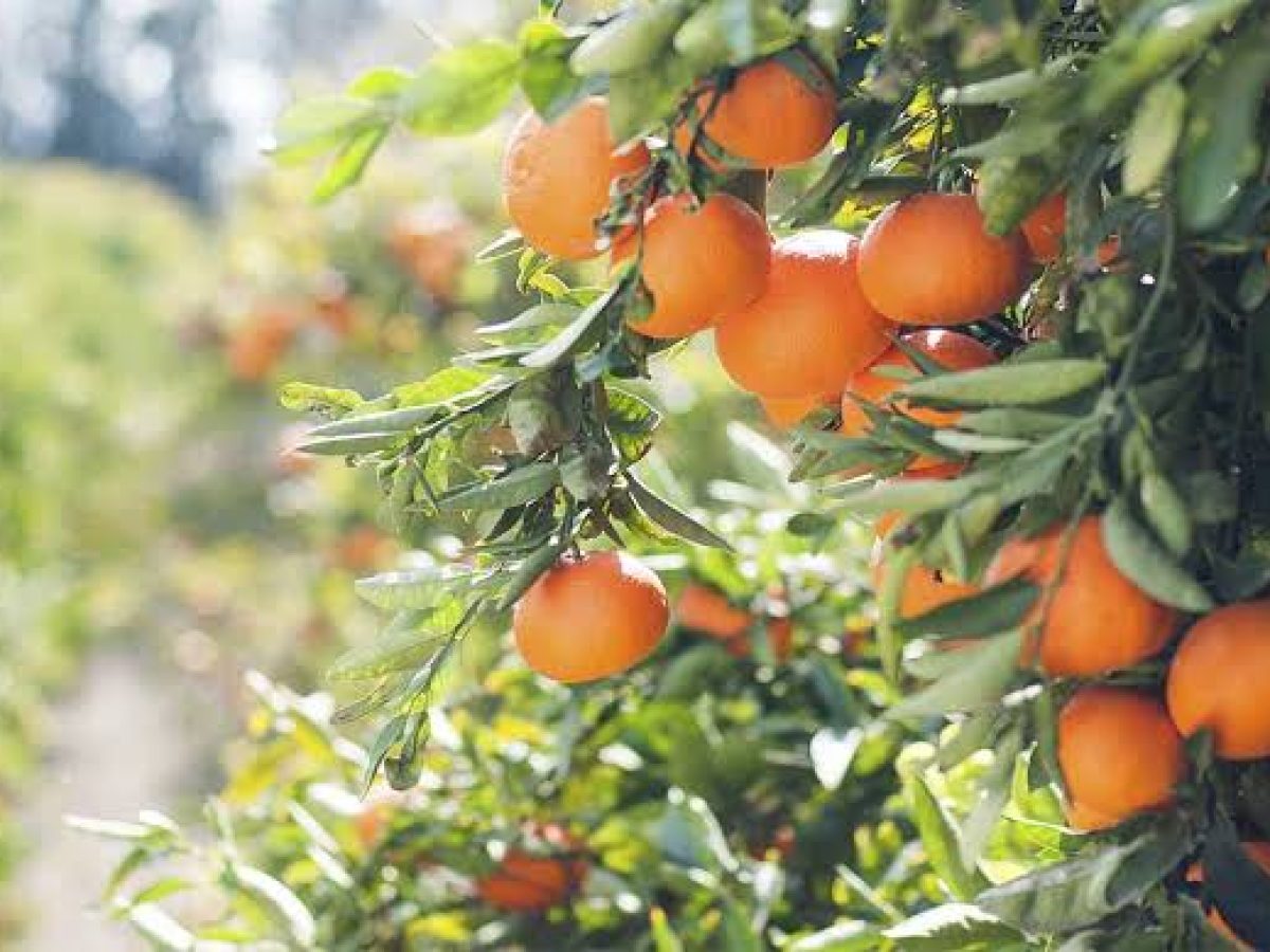 Ψηφιακή παρακολούθηση εχθρών στα εσπεριδοειδή μειώνει τις επεμβάσεις με φυτοπροστατευτικά • Θεσσαλική Γη • Τα Αγροτικά Νέα της Θεσσαλίας