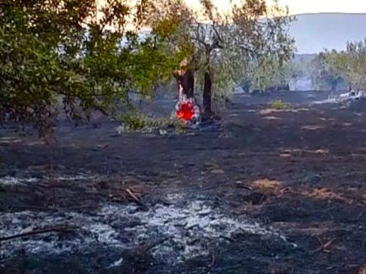 Χιλιάδες ελαιόδεντρα έκαψε πυρκαγιά στη Φθιώτιδα, σε απόγνωση οι αγρότες | Agronewsbomb | Ειδήσεις και νέα για αγρότες και κτηνοτρόφους