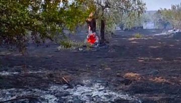 Χιλιάδες ελαιόδεντρα έκαψε πυρκαγιά στη Φθιώτιδα, σε απόγνωση οι αγρότες | Agronewsbomb | Ειδήσεις και νέα για αγρότες και κτηνοτρόφους