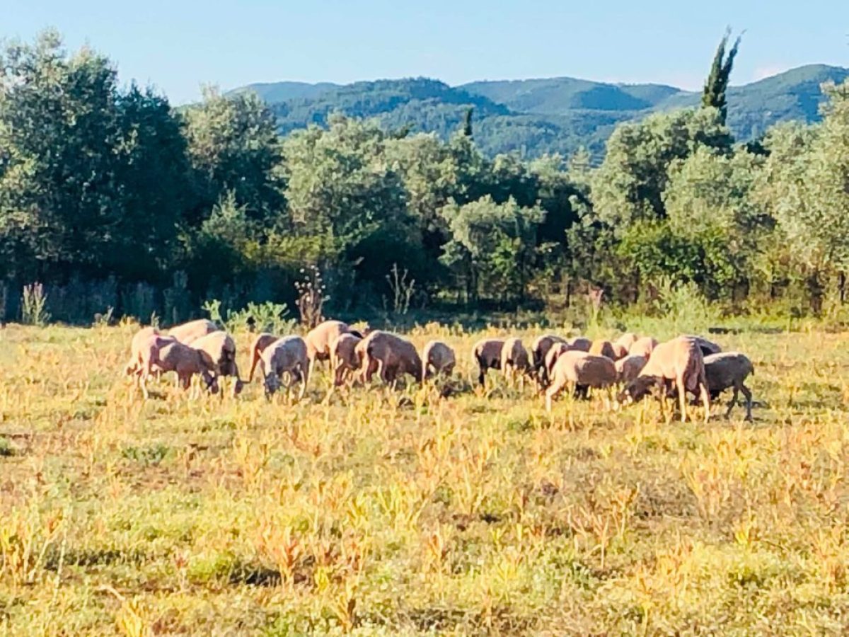 “Οι παρεμβάσεις της κυβέρνησης δεν έχουν καταφέρει να ανακόψουν τη συρρίκνωση του κτηνοτροφικού τομέα” | Agronewsbomb | Ειδήσεις και νέα για αγρότες και κτηνοτρόφους