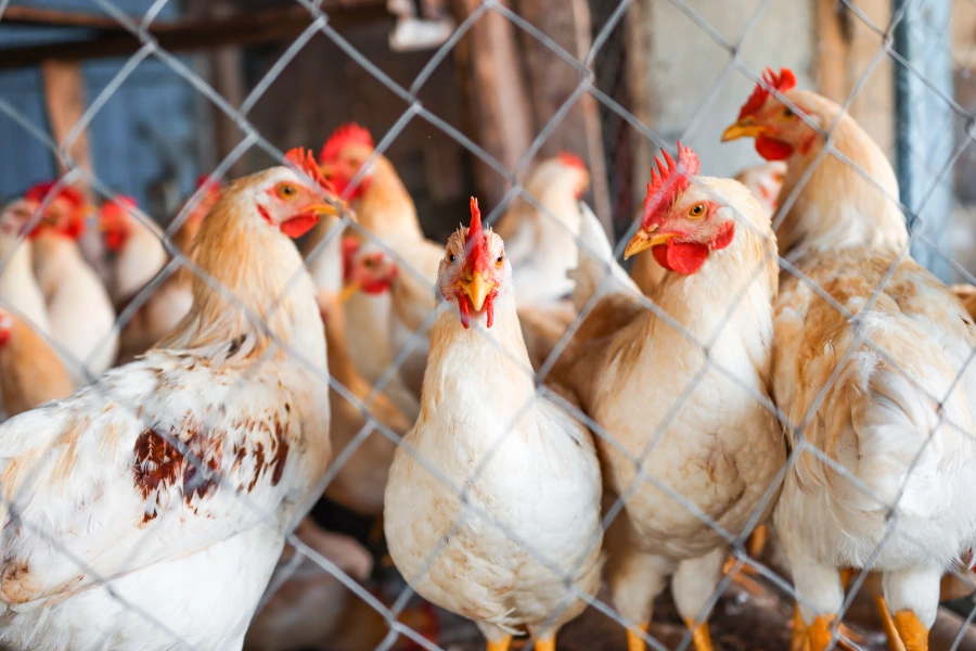 hens-roosters