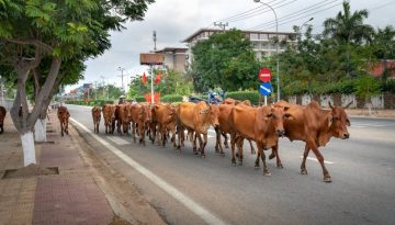 Παράπονα κτηνοτρόφου για μικτές εκμεταλλεύσεις που έμειναν εκτός πληρωμών eco schemes | Agronewsbomb | Ειδήσεις και νέα για αγρότες και κτηνοτρόφους
