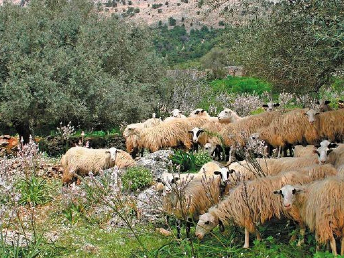 Λάρισα: Επιμένουν οι κτηνοτρόφοι στην υπό προϋποθέσεις μετακίνηση των κοπαδιών τους στα ορεινά βοσκοτόπια
