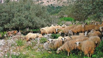 Λάρισα: Επιμένουν οι κτηνοτρόφοι στην υπό προϋποθέσεις μετακίνηση των κοπαδιών τους στα ορεινά βοσκοτόπια