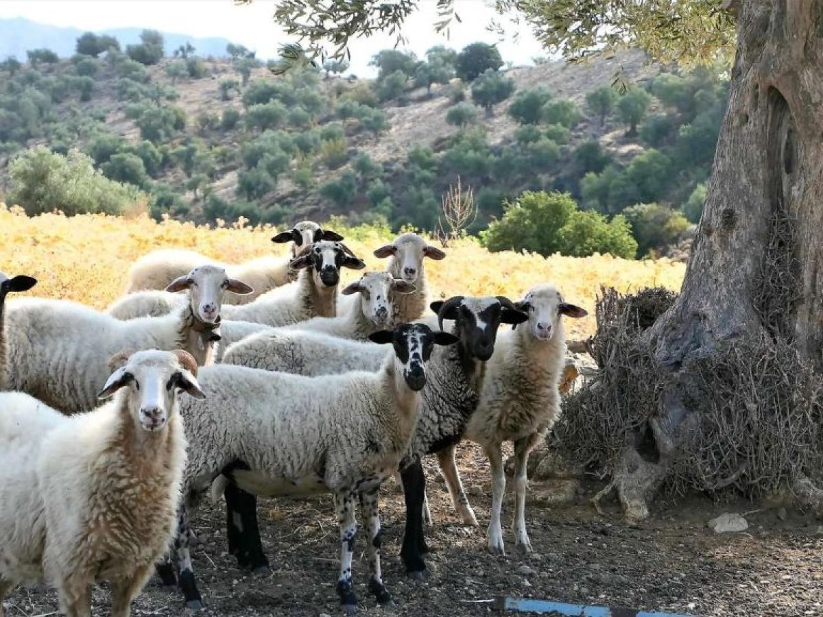 Πρώτο κρούσμα ευλογιάς στην Καστοριά • Θεσσαλική Γη • Τα Αγροτικά Νέα της Θεσσαλίας