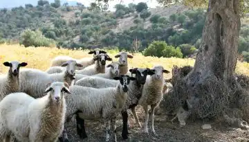 &Eta; &alpha;&gamma;&omicron;&rho;ά &alpha;&iota;&gamma;&omicron;&pi;&rho;ό&beta;&epsilon;&iota;&omicron;&upsilon; &kappa;&rho;έ&alpha;&tau;&omicron;&sigmaf; &sigma;&tau;&eta;&nu; &Epsilon;&Epsilon; &alpha;&lambda;&lambda;ά&zeta;&epsilon;&iota; &ndash; &Tau;&iota; &delta;&epsilon;ί&chi;&nu;&omicron;&upsilon;&nu; &tau;&alpha; &nu;έ&alpha; &sigma;&tau;&omicron;&iota;&chi;&epsilon;ί&alpha; &bull; &Theta;&epsilon;&sigma;&sigma;&alpha;&lambda;&iota;&kappa;ή &Gamma;&eta; &bull; &Tau;&alpha; &Alpha;&gamma;&rho;&omicron;&tau;&iota;&kappa;ά &Nu;έ&alpha; &tau;&eta;&sigmaf; &Theta;&epsilon;&sigma;&sigma;&alpha;&lambda;ί&alpha;&sigmaf;