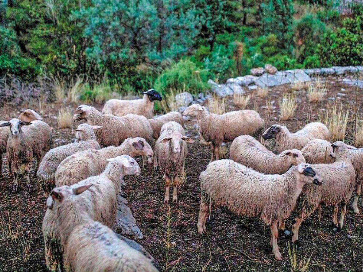 Ήπειρος: Σε ισχύ τα μέτρα βιοασφάλειας για την ευλογιά μετά τα κρούσματα στην Πρέβεζα