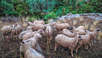 Ήπειρος: Σε ισχύ τα μέτρα βιοασφάλειας για την ευλογιά μετά τα κρούσματα στην Πρέβεζα
