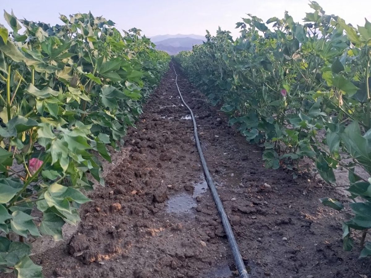 Τα νέα του βαμβακιού με μια ματιά: Στα 81,54 σεντς το βαμβάκι, με την καλύτερη εβδομάδα των τελευταίων μηνών στο χρηματιστήριο • Θεσσαλική Γη • Τα Αγροτικά Νέα της Θεσσαλίας
