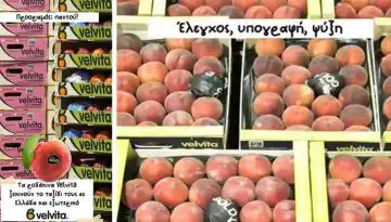 VELVITA: &Eta; &gamma;&epsilon;ύ&sigma;&eta; &tau;&omicron;&upsilon; &Beta;&epsilon;&lambda;&beta;&epsilon;&nu;&tau;&omicron;ύ &epsilon;&tau;&omicron;&iota;&mu;ά&zeta;&epsilon;&tau;&alpha;&iota; &nu;&alpha; &phi;&tau;ά&sigma;&epsilon;&iota; &sigma;&tau;&omicron; &tau;&rho;&alpha;&pi;έ&zeta;&iota; &sigma;&alpha;&sigmaf;