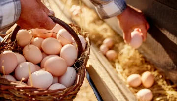 Αυστρία: Πώς η αλλαγή στις ζωοτροφές έκανε πιο «πράσινη» την παραγωγή αυγών • Θεσσαλική Γη • Τα Αγροτικά Νέα της Θεσσαλίας